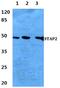 Signal Transducing Adaptor Family Member 2 antibody, PA5-75649, Invitrogen Antibodies, Western Blot image 