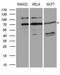 Decapping MRNA 1B antibody, LS-C795201, Lifespan Biosciences, Western Blot image 