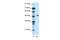 Transcriptional Adaptor 3 antibody, PA5-40382, Invitrogen Antibodies, Western Blot image 