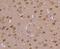 Heat Shock Protein Family A (Hsp70) Member 4 antibody, NBP2-67817, Novus Biologicals, Immunohistochemistry paraffin image 