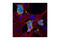 Fucosyltransferase 9 antibody, 4744S, Cell Signaling Technology, Immunocytochemistry image 