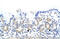 Zinc finger protein 322A antibody, 29-093, ProSci, Immunohistochemistry frozen image 