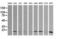 HRas Proto-Oncogene, GTPase antibody, LS-C174462, Lifespan Biosciences, Western Blot image 