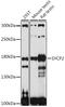 Synaptonemal Complex Protein 2 antibody, 16-427, ProSci, Western Blot image 