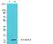 S100 Calcium Binding Protein A3 antibody, PA5-39372, Invitrogen Antibodies, Western Blot image 