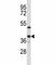 ERCC Excision Repair 1, Endonuclease Non-Catalytic Subunit antibody, F43522-0.4ML, NSJ Bioreagents, Western Blot image 