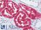 Argininosuccinate Synthase 1 antibody, LS-B10730, Lifespan Biosciences, Immunohistochemistry paraffin image 