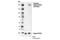 TSC Complex Subunit 2 antibody, 3617T, Cell Signaling Technology, Western Blot image 