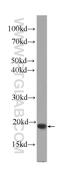 Interleukin 2 antibody, 60306-1-Ig, Proteintech Group, Western Blot image 