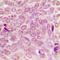 Small Ubiquitin Like Modifier 1 antibody, LS-C352975, Lifespan Biosciences, Immunohistochemistry frozen image 
