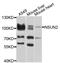 NOP2/Sun RNA Methyltransferase 2 antibody, MBS129019, MyBioSource, Western Blot image 