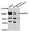 NOP2/Sun RNA Methyltransferase 2 antibody, MBS129019, MyBioSource, Western Blot image 