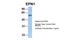 Epsin 1 antibody, PA5-44242, Invitrogen Antibodies, Western Blot image 