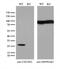 Coiled-Coil-Helix-Coiled-Coil-Helix Domain Containing 3 antibody, M06593, Boster Biological Technology, Western Blot image 