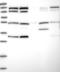 Glutamyl-TRNA Synthetase 2, Mitochondrial antibody, NBP1-91857, Novus Biologicals, Western Blot image 