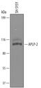 Amyloid Beta Precursor Like Protein 2 antibody, AF4945, R&D Systems, Western Blot image 