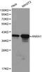 Annexin A1 antibody, LS-C192291, Lifespan Biosciences, Western Blot image 