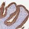 Ubiquinol-Cytochrome C Reductase Complex III Subunit VII antibody, PA5-61285, Invitrogen Antibodies, Immunohistochemistry frozen image 