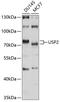 Ubiquitin Specific Peptidase 2 antibody, 13-626, ProSci, Western Blot image 
