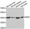 Ribonucleic Acid Export 1 antibody, A6713, ABclonal Technology, Western Blot image 