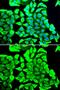 Dermcidin antibody, GTX55585, GeneTex, Immunofluorescence image 