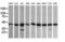 Mitogen-Activated Protein Kinase Kinase 1 antibody, LS-C338034, Lifespan Biosciences, Western Blot image 