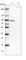 Activating Transcription Factor 6 Beta antibody, HPA046871, Atlas Antibodies, Western Blot image 