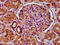 TBC1 Domain Family Member 1 antibody, LS-C681500, Lifespan Biosciences, Immunohistochemistry paraffin image 