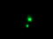 Serpin Family A Member 5 antibody, LS-C337666, Lifespan Biosciences, Immunofluorescence image 