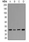 Hyaluronan And Proteoglycan Link Protein 4 antibody, orb382506, Biorbyt, Western Blot image 