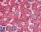 SRBC antibody, LS-B2591, Lifespan Biosciences, Immunohistochemistry paraffin image 