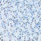 Hepatocyte Nuclear Factor 4 Alpha antibody, 18-489, ProSci, Immunohistochemistry paraffin image 