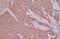 Acetylcholinesterase antibody, GTX101648, GeneTex, Immunohistochemistry paraffin image 