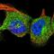 Yip1 Interacting Factor Homolog A, Membrane Trafficking Protein antibody, PA5-53240, Invitrogen Antibodies, Immunofluorescence image 