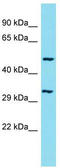SprT-Like N-Terminal Domain antibody, TA333625, Origene, Western Blot image 