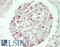 TGF beta antibody, LS-B14345, Lifespan Biosciences, Immunohistochemistry paraffin image 
