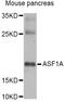 Anti-Silencing Function 1A Histone Chaperone antibody, STJ28611, St John