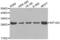 Eukaryotic Translation Initiation Factor 1A Domain Containing antibody, abx002539, Abbexa, Western Blot image 