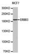 Erb-B2 Receptor Tyrosine Kinase 3 antibody, abx000910, Abbexa, Western Blot image 