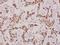 Collagen Type VI Alpha 2 Chain antibody, A03194Y711, Boster Biological Technology, Immunohistochemistry frozen image 