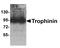 Trophinin antibody, PA5-72872, Invitrogen Antibodies, Western Blot image 