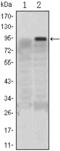 Kruppel Like Factor 4 antibody, STJ98110, St John