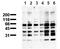 Phosphoserine antibody, AM00114PU-N, Origene, Western Blot image 