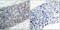 LIM Domain Kinase 2 antibody, ab38499, Abcam, Immunohistochemistry paraffin image 