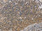 ER Membrane Protein Complex Subunit 8 antibody, CSB-PA276232, Cusabio, Immunohistochemistry frozen image 