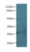 Ephrin A3 antibody, LS-C375633, Lifespan Biosciences, Western Blot image 