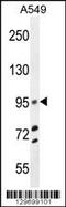Tripartite Motif Containing 9 antibody, 56-057, ProSci, Western Blot image 