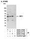 IRF1 antibody, A303-377A, Bethyl Labs, Immunoprecipitation image 