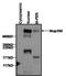 RAN Binding Protein 2 antibody, NB100-74480, Novus Biologicals, Western Blot image 