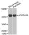 Adenosine A2a Receptor antibody, STJ22527, St John